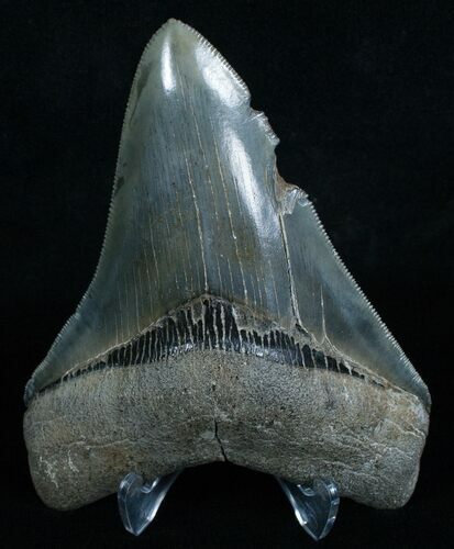 Sharp Megalodon Tooth - River Find #6068